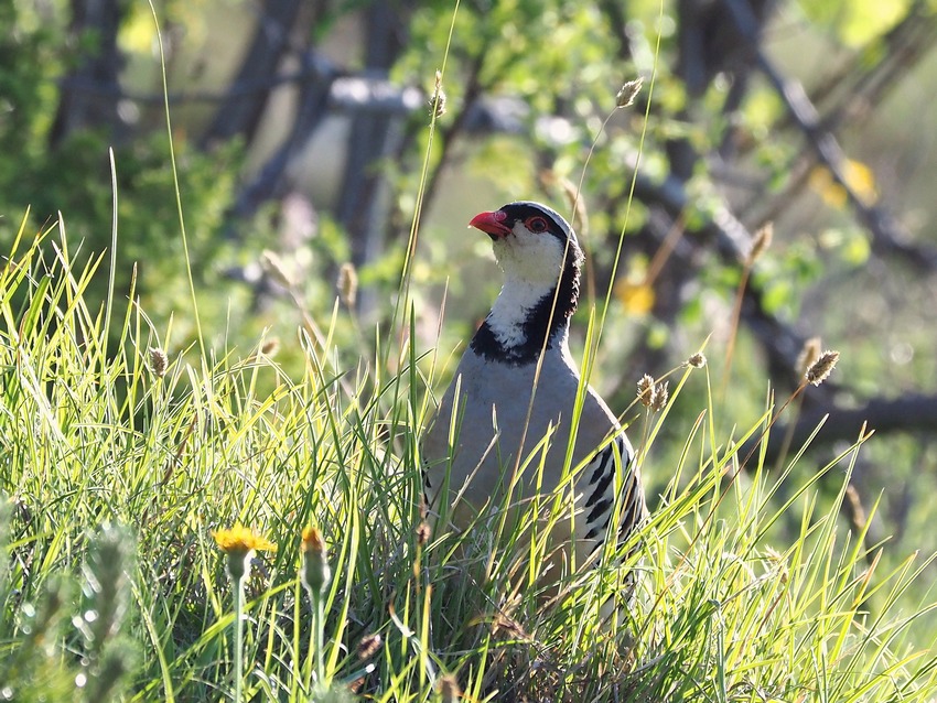 Coturnce (Alectoris graeca )